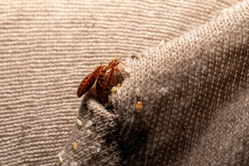 Bed Bugs Hiding in Corner Seam of Mattress Protector