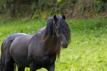 cheval à frange