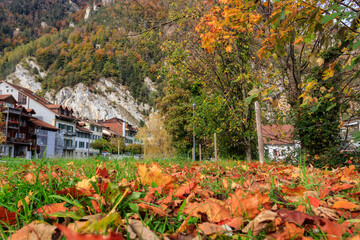 Meadow covered with fallen yellow maple leaves in Unterseen, Switzerland