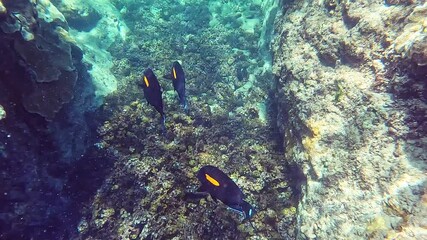 Tropical coral reefs, underwater life with colorful fishes in ocean