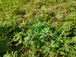 Close up shoot of green Fenugreek growing on field.