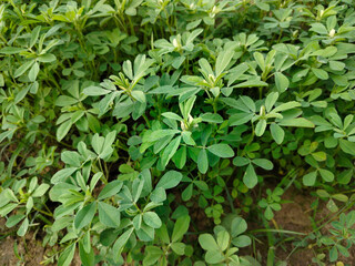 Close up shoot of green Fenugreek growing on field.