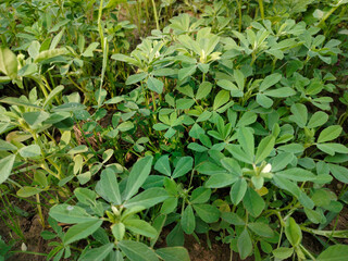 Close up shoot of green Fenugreek growing on field.