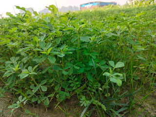 Close up shoot of green Fenugreek growing on field.