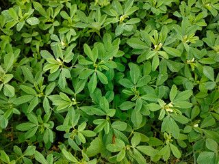 Close up shoot of green Fenugreek growing on field.