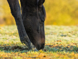 portrait de cheval