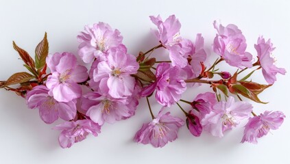 Fototapeta premium Delicate pink cherry blossoms arranged on a branch, showing soft petals and delicate leaves, against a plain white background