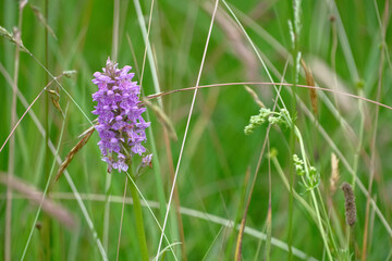 Protected plant in Latvian meadows Dactylorhiza baltica