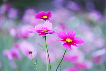 秋の野に咲くピンクのコスモス
