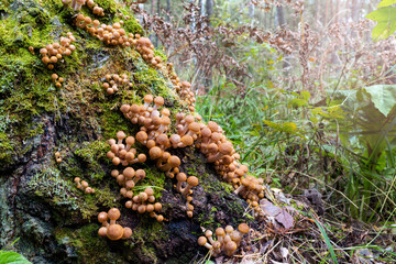 Young honey mushrooms on a birch. Forest autumn mushrooms