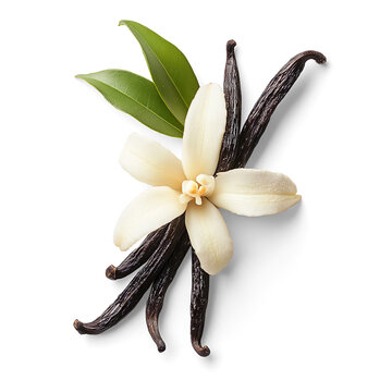 Aromatic vanilla beans and flower blossom close up on a Transparent Background