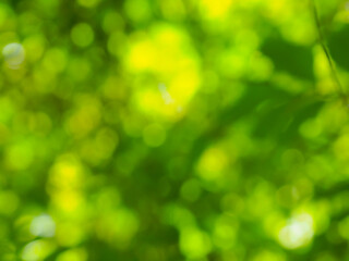 Blurred garden leaves for nature and environment abstract background.    