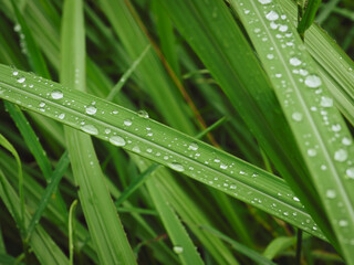 Raindrops on grass close up for nature background