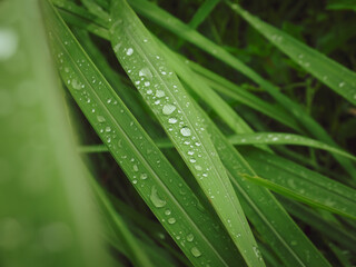 Raindrops on grass close up for nature background
