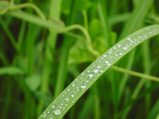 Raindrops on grass close up for nature background