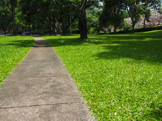 The shady walkway in the park has green grass in the rainy season.