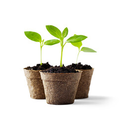 Three young seedlings growing in peat pots on a Transparent Background