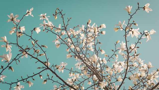Fototapeta background with white magnolia stellata against blue sky with blossoming flower branches in spring
