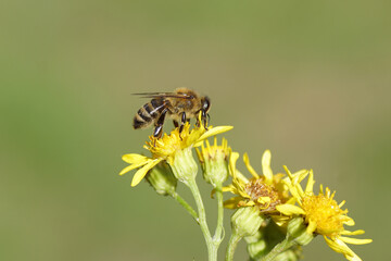 Western honey bee or European honey bee (Apis mellifera) on the flowers of common ragwort (Jacobaea vulgaris). July, Dutch garden.