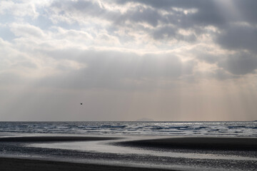 flying seagull with sunbeams on the sea