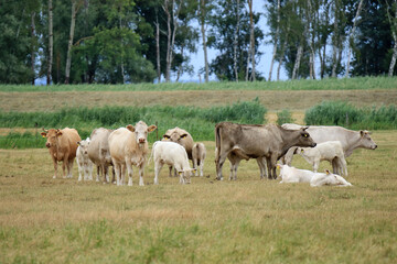 Rinderherde mit Kälbern auf der Weide