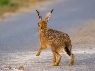 lièvre à la course © Ludovic