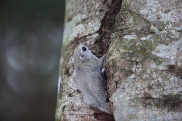 The Ezo flying squirrel (Pteromys volans orii) or Ezo-momonga is a subspecies of the Siberian flying squirrel. It is endemic to Hokkaido, Japan