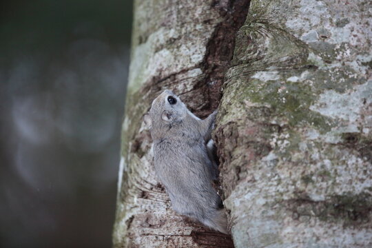 The Ezo flying squirrel (Pteromys volans orii) or Ezo-momonga is a subspecies of the Siberian flying squirrel. It is endemic to Hokkaido, Japan