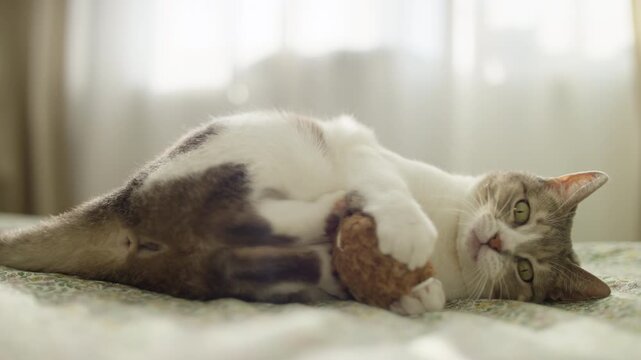 Playful cat biting toy on bed