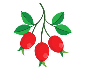 Illustration of a Rosehip Branch with Berries and Green Leaves on White
