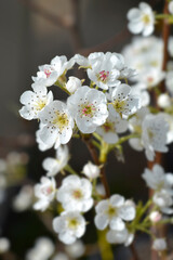 Pear tree branch with white flowers - Latin name - Pyrus communis Jelka