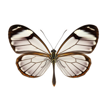 Macro Catalogue Photo of a Glasswing Butterfly (Greta oto) with Transparent Wings, Isolated on a Clean White Background, AI Generated