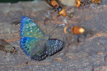 【スミナガシ】