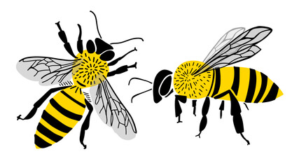 Cute Bee Vector, Bee Kids Vector, Honey Bee Vector, Bee Cartoon Image. hand drawn. Not AI, Vector illustration