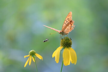 【ヒョウモンチョウと蜂】