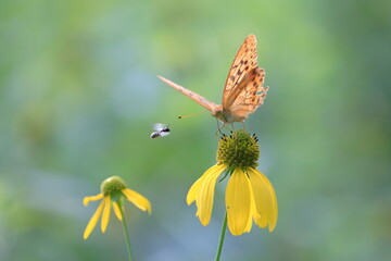 Fototapeta premium 【ヒョウモンチョウと蜂】