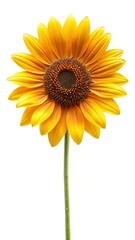 Obraz premium Beautiful Sunflower with Yellow Petals and Brown Center on White Background