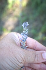 Single sprig of lavender held in hand outdoors in a garden. Close-up photo showing natural touch...