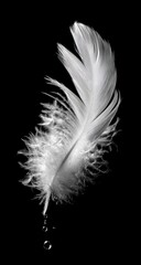 Single white feather, delicate and flowing, with water droplet