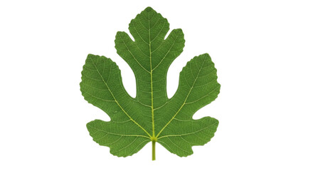 Single green fig leaf with detailed veins isolated on transparent background