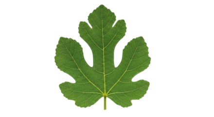 Single green fig leaf with detailed veins isolated on transparent background