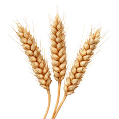 floating peeled ripe wheat seed isolate on white