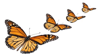 Obraz premium A group of monarch butterflies are flying on a white background
