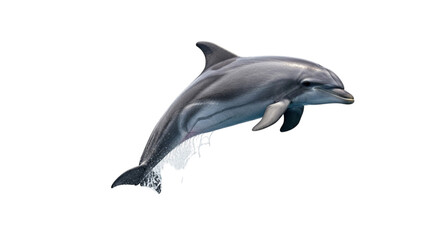 A playful dolphin leaps from the ocean waves isolated on transparent background