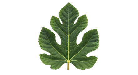 Green fig leaf with five lobes isolated on transparent background