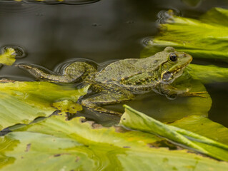 Grenouille verte