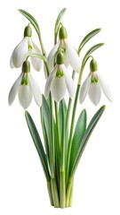 Obraz premium Elegant Snowdrop Flowers with Green Stems and Leaves on White Background