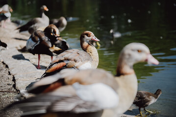 A flock of geese is enjoying the water while being fed by visitors at the St. James's Park in london.