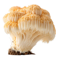 Lion's Mane Mushroom: Close-Up Image of Hericium Erinaceus, Edible & Medicinal Fungi, White & Cream Color, Culinary Ingredient, Gourmet Food