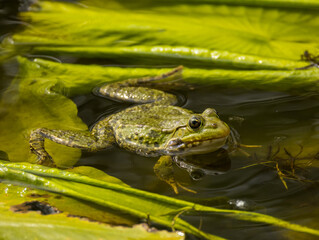 Grenouille verte